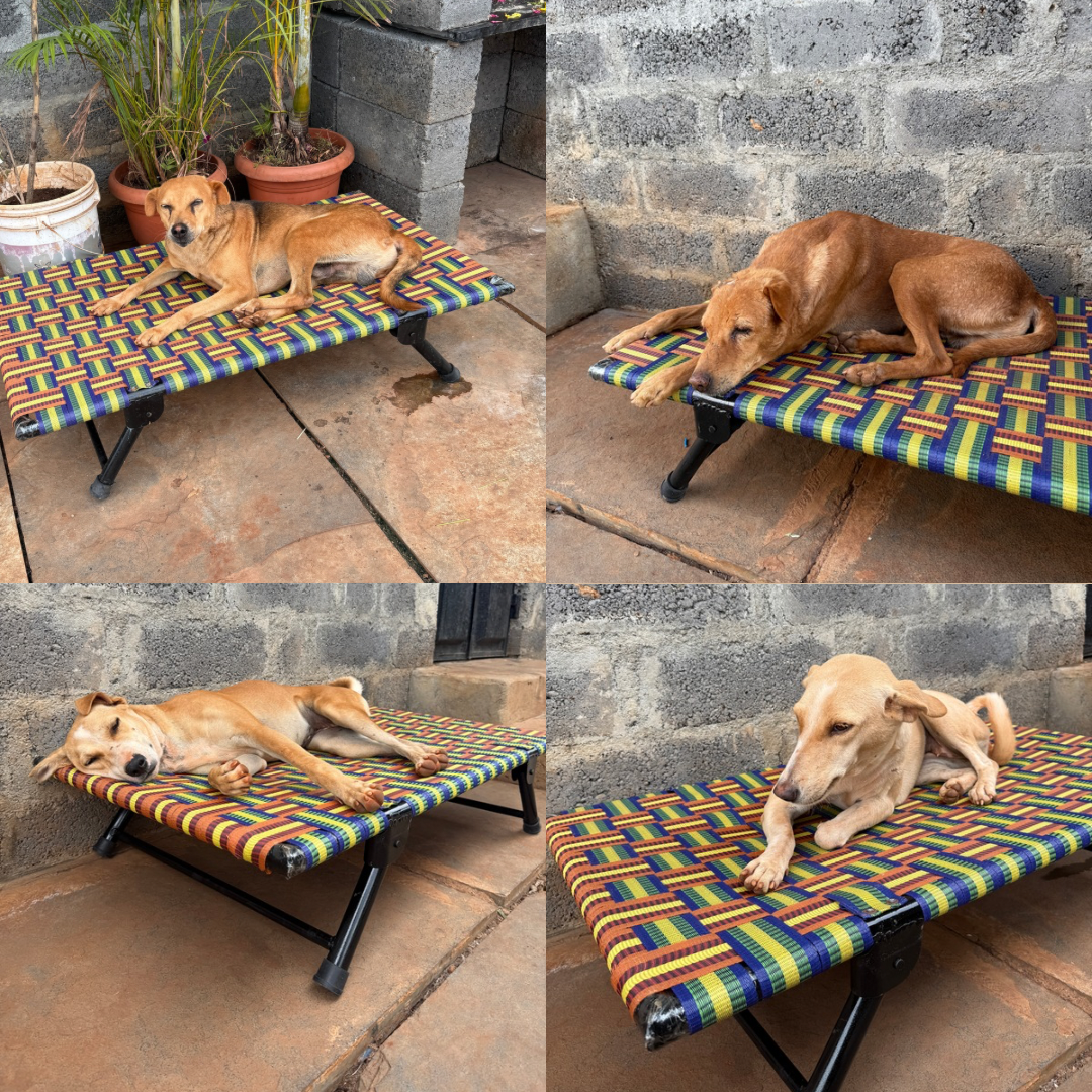 Charlie’s Transformation !!