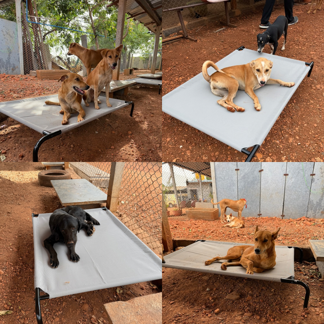 Charlie’s Transformation !!(1)